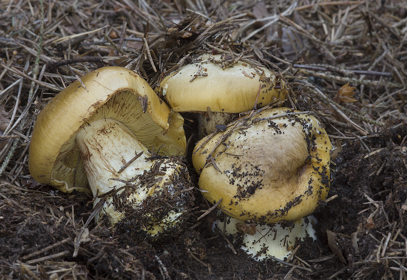 Cortinarius elegantior